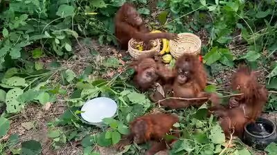 Five Baby Orangutans Found Abandoned in Odisha Forest, Sparking International Smuggling Probe